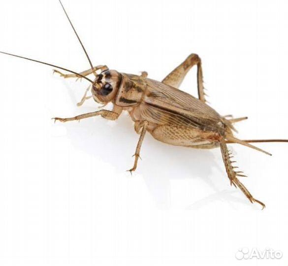 Мраморные тараканы и домовые сверчки