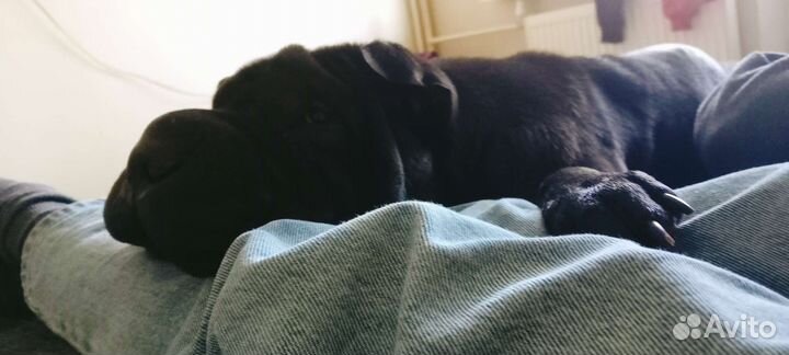 Шарпей вязка