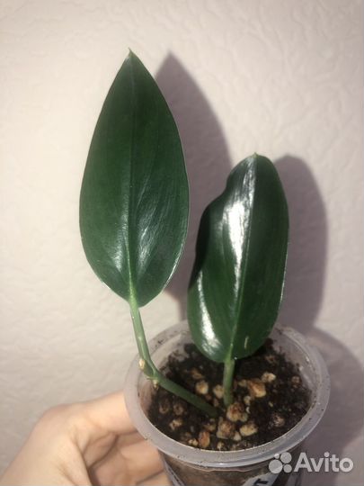 Сциндапсусы и эпипремнумы (лианы),сингониум