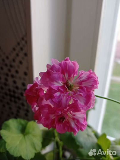 Пеларгония