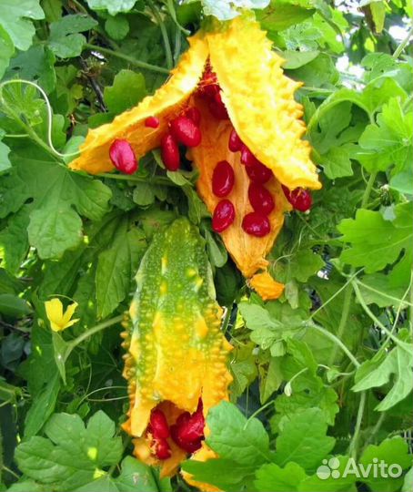 Момордика харанция, семена