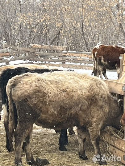 Бычки на откорм