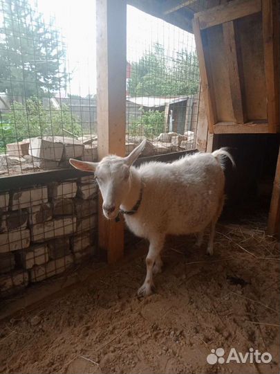 Козье молоко