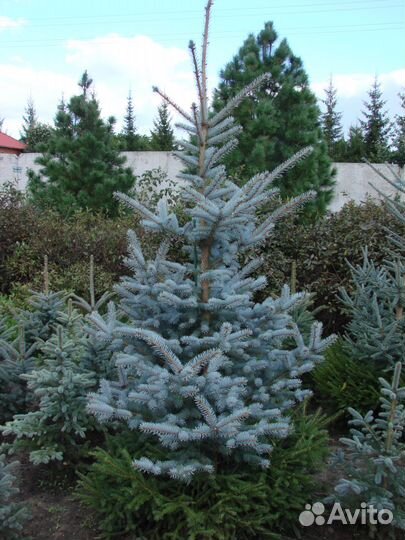 Ель голубая. разновозрастная
