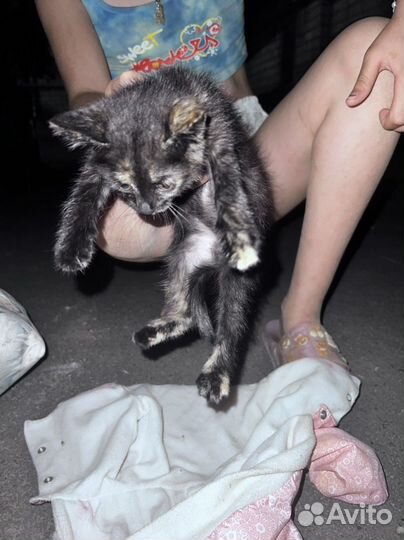 Кошка в дар