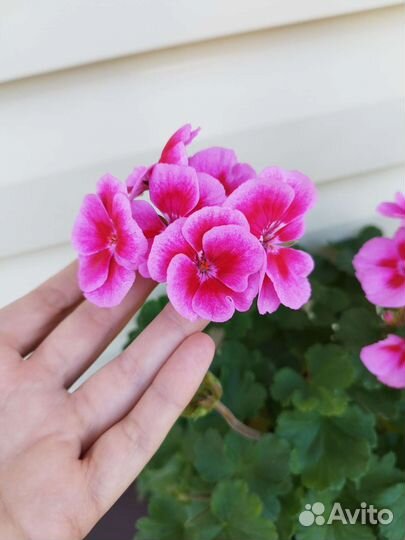 Герань пеларгония
