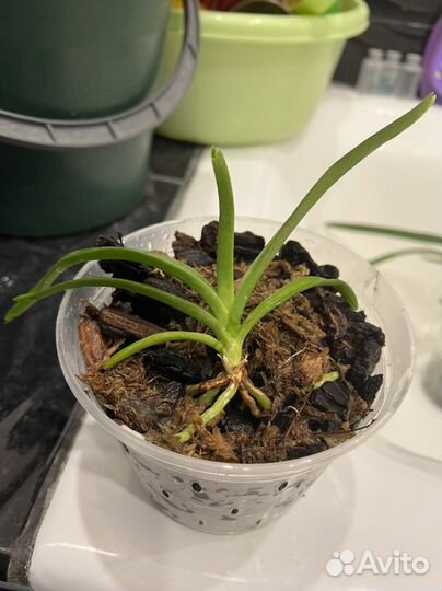 Орхидея Ванда