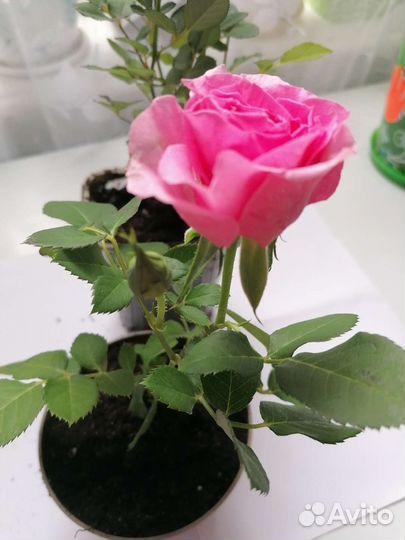 Бурбонская роза, комнатные цветы