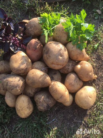 Картофель желтый новый урожай