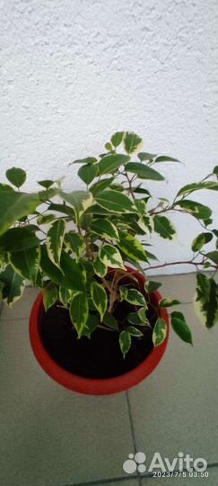 Фикус бенджамина, комнатные растения