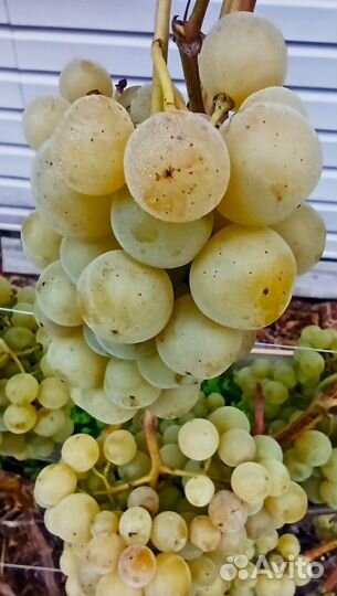 Черенки винограда районированные