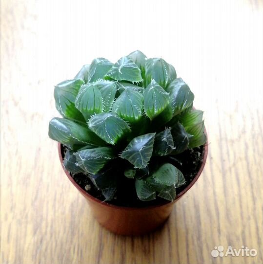 Суккуленты