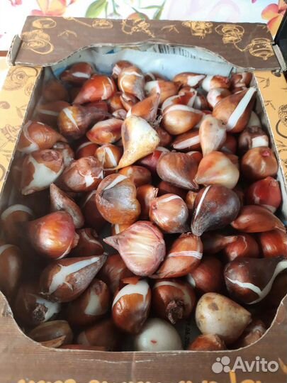 Луковицы тюльпанов