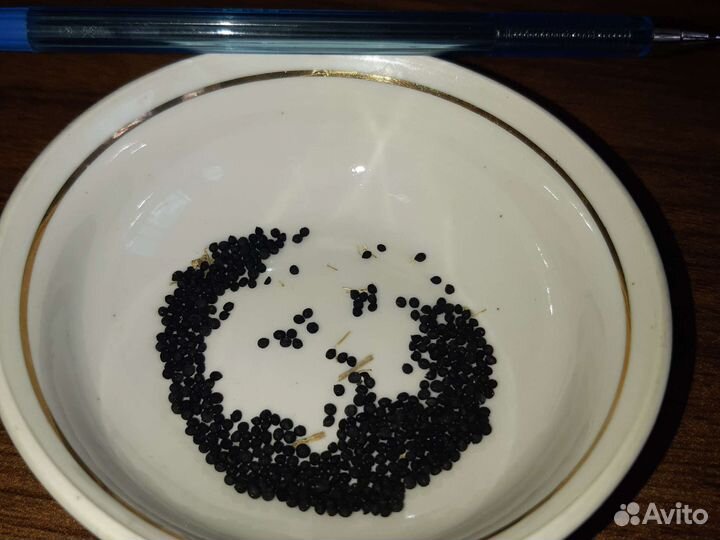 Мускари луковицы