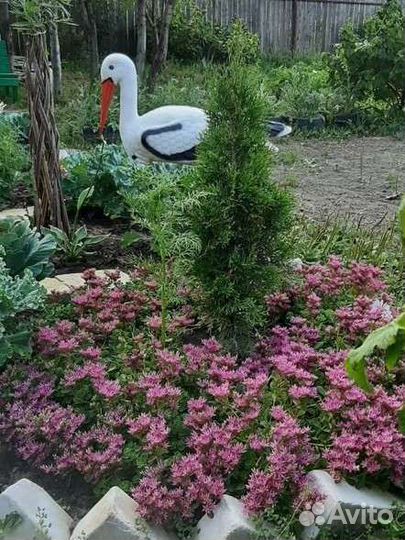 Очиток седум, молодило (каменная роза)