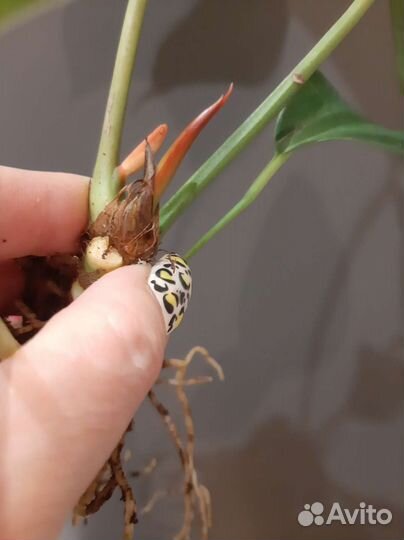 Антуриум Шерцера Кристин