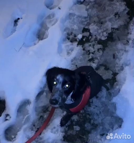 Воспитание и дрессировка щенка