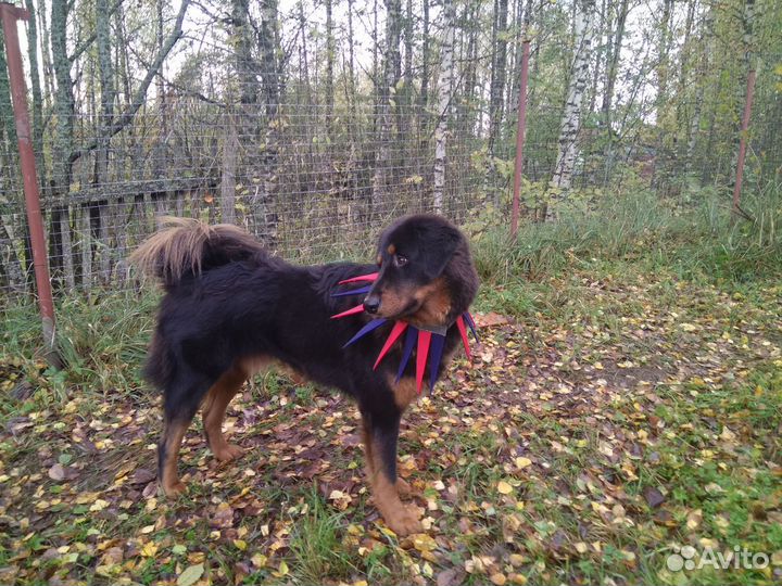 Передержка собак и кошек на время отпуска