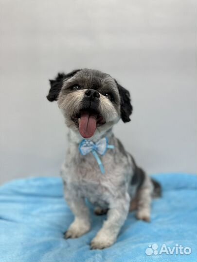 Стрижка кошек и собак