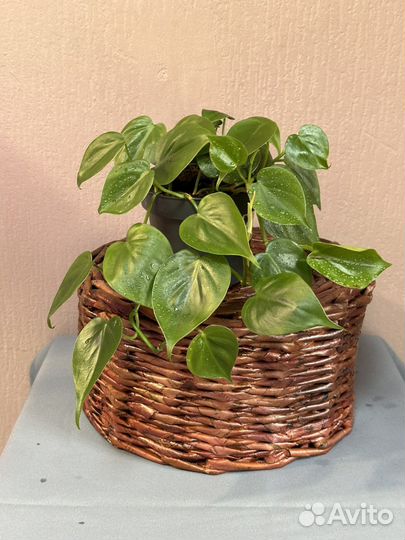 Филодендрон scandens d12