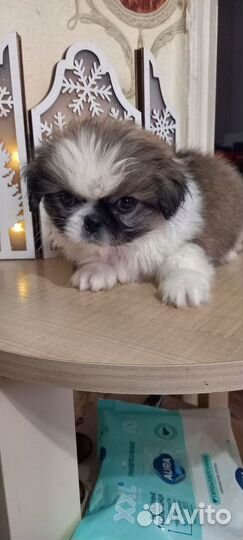 Щенки пекинеса