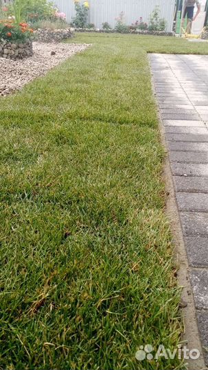 Рулонный газон от производителя