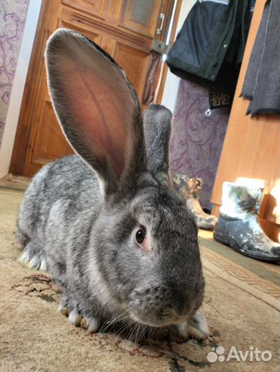 Крол Немецкий Ризен