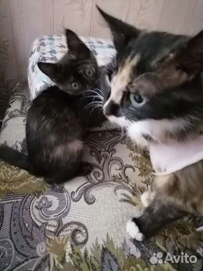 Кошка стерильная и котенок