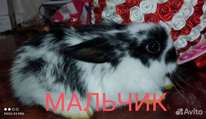 Декоративные кролики
