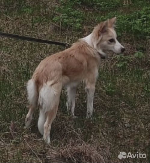 Альма ищет дом