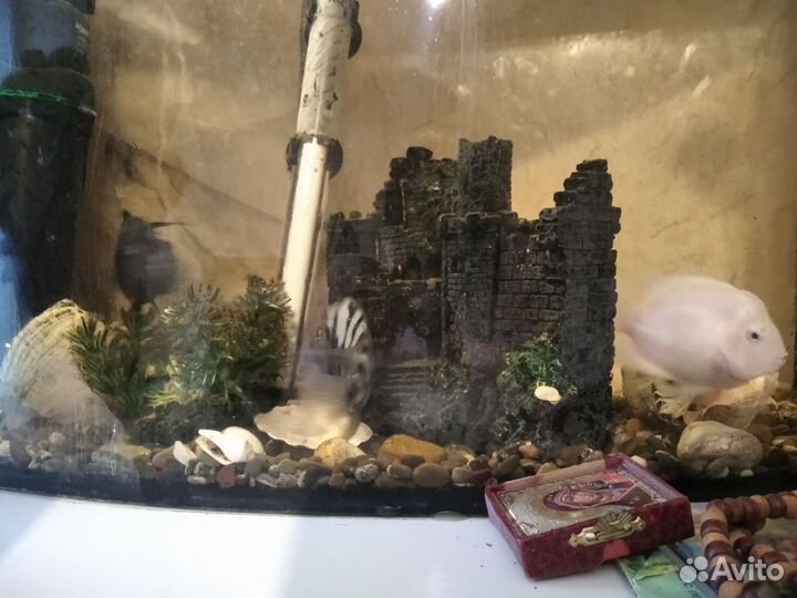 Рыбки цихлиды самец