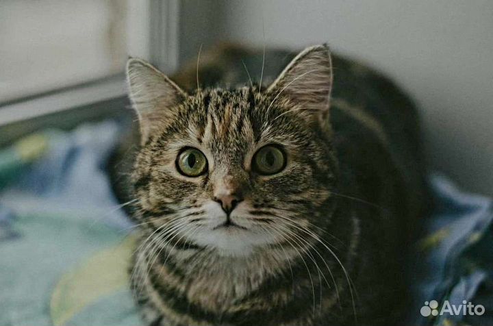 Стерилизация кошек