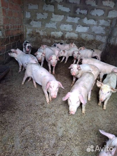 Поросята