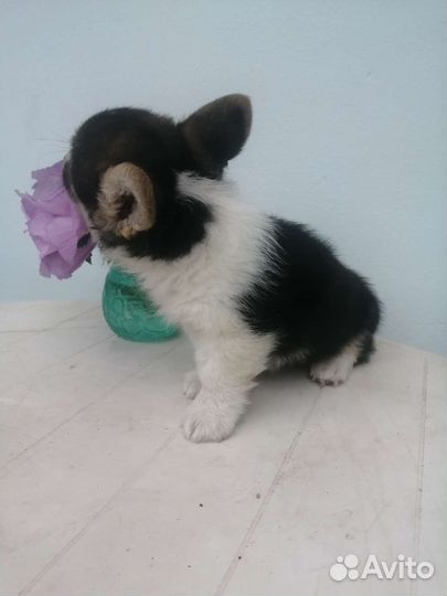 Вельш Корги Пемброк