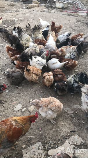Куры несушки