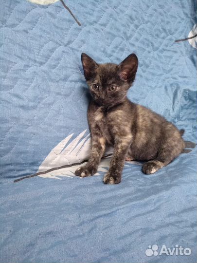 Котики с приюта