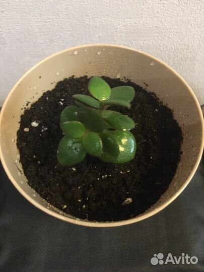 Толстянка в горшочке