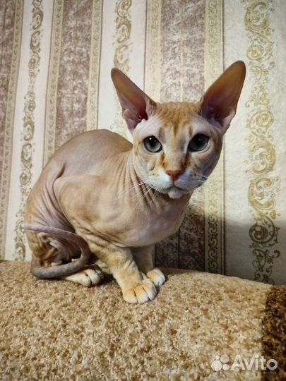 Кот сфинкс вязка