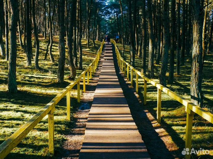 Экскурсия — Калининград — Куршская коса и Зеленогр