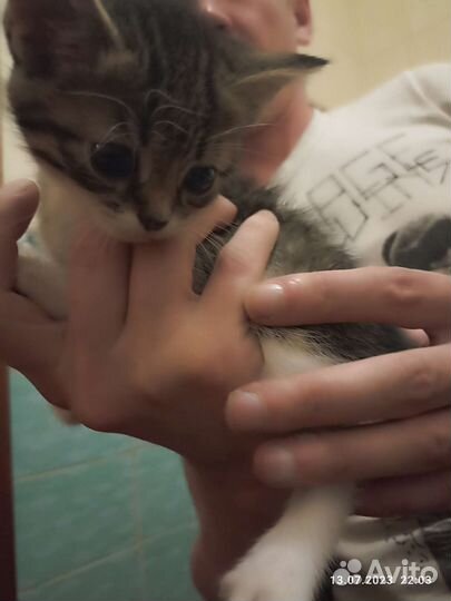 Кошки в добрые руки бесплатно