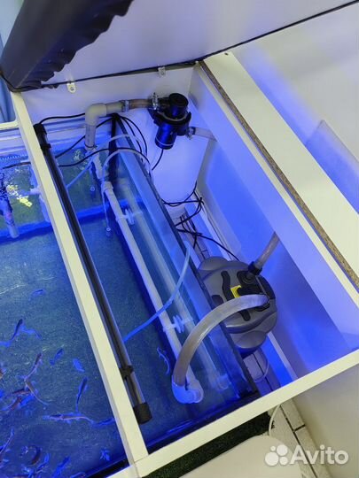 Готовый комплект для пиллинга/Рыбки/Гарра Руфа