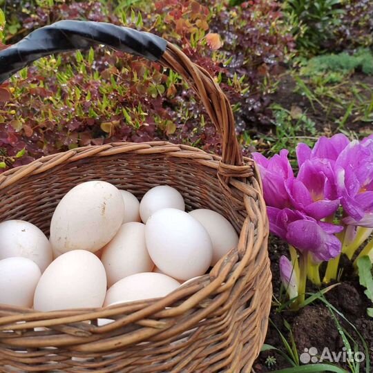 Мясо индейки