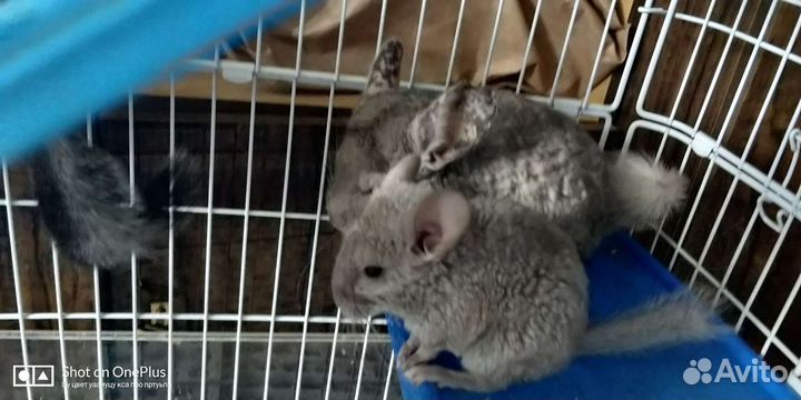 Чудесные ручные детки шиншилл 2 месяца