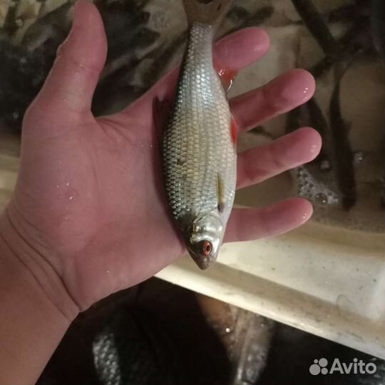 Живец плотва густера