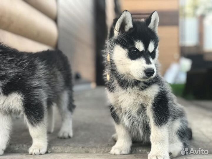 Щенки хаски