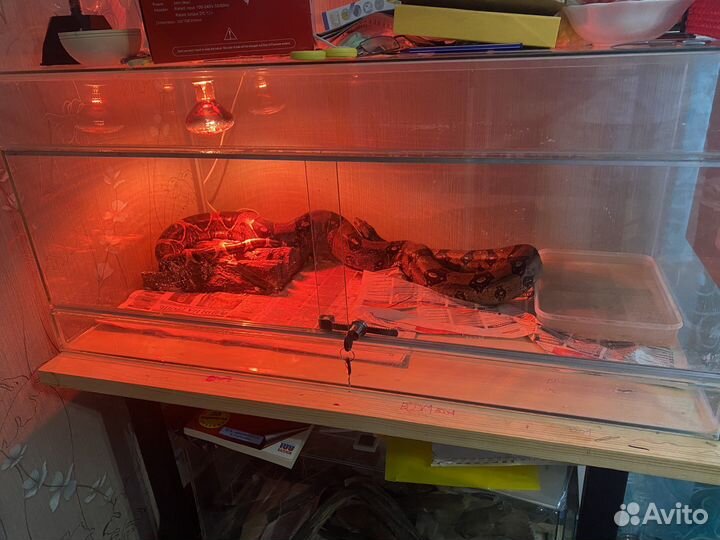 Самка обыкновенного удава