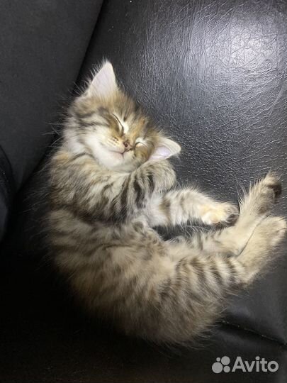 Кошка в дар бесплатно