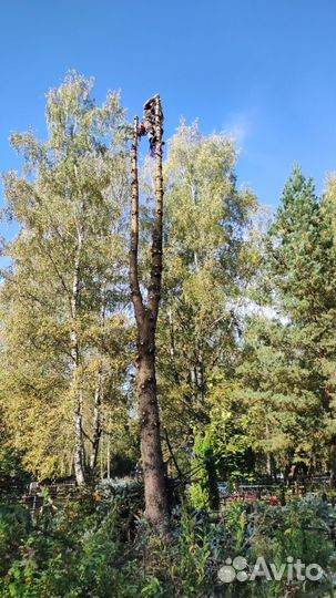 Удаление деревьев. Расчистка участка Шишкин лес