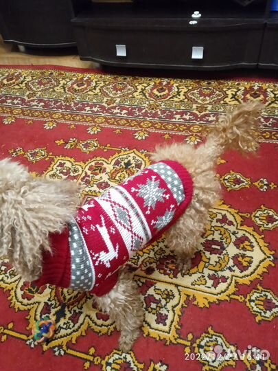 Свитер для собаки и кошки