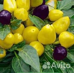 Семена острого перца для комнатных условий